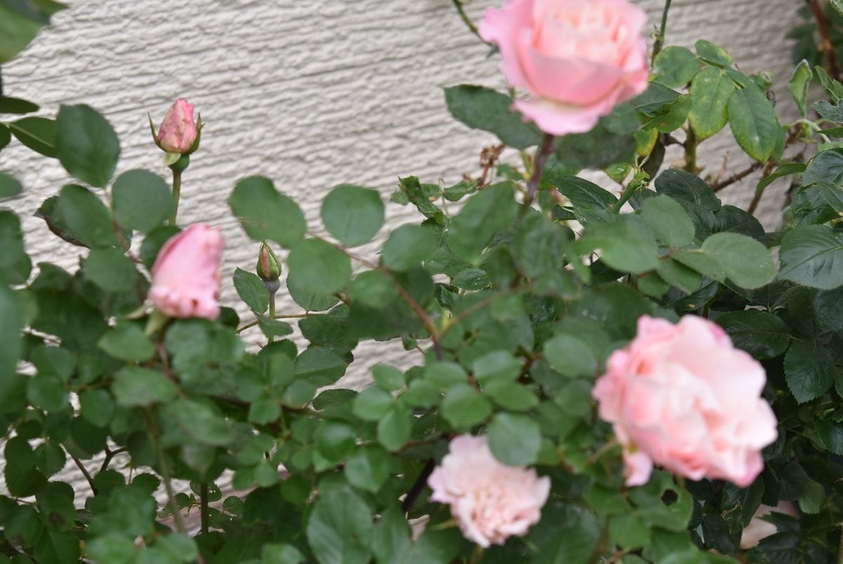 薔薇 ダフネが咲き始めました 園芸日記by赤いハナミズキ みんなの趣味の園芸