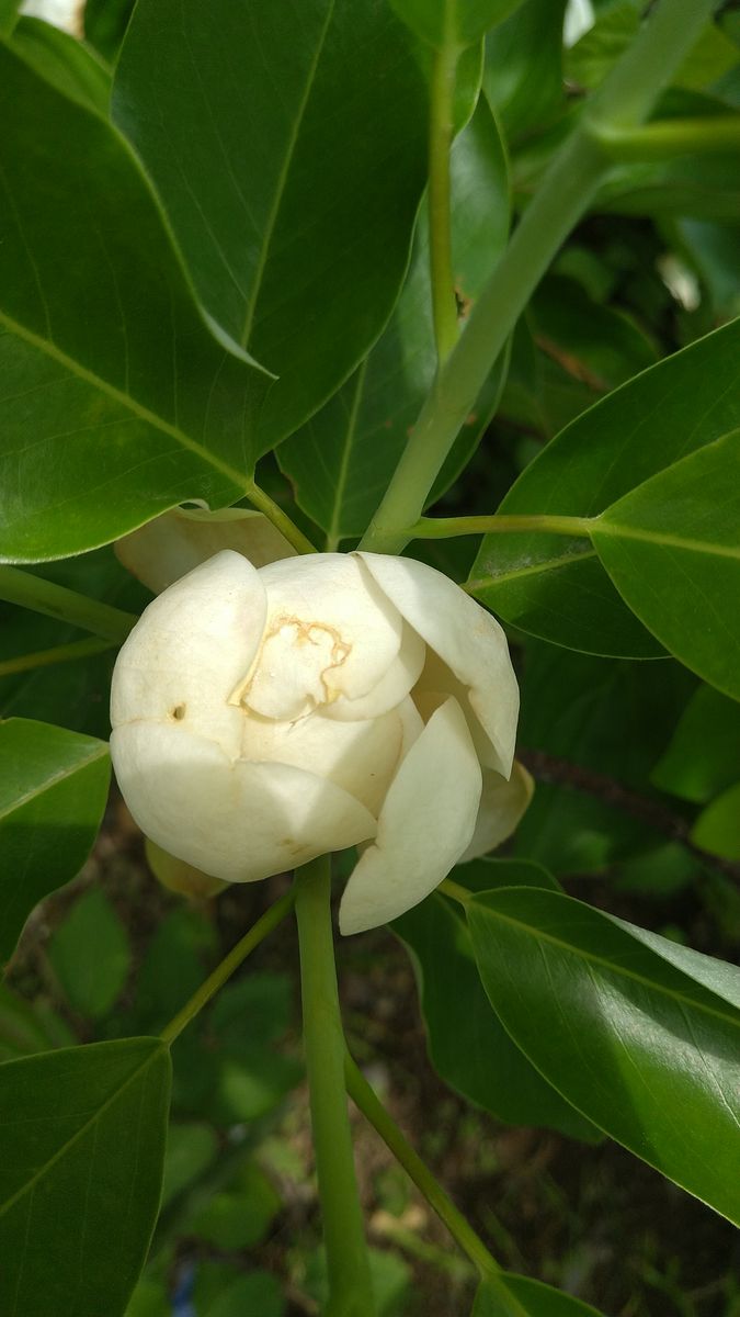 樹木の花(今はつぼみの状態です。)