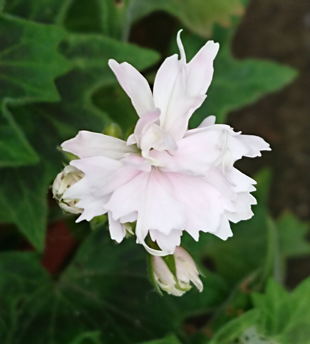 控え目な花が咲くと…🍀