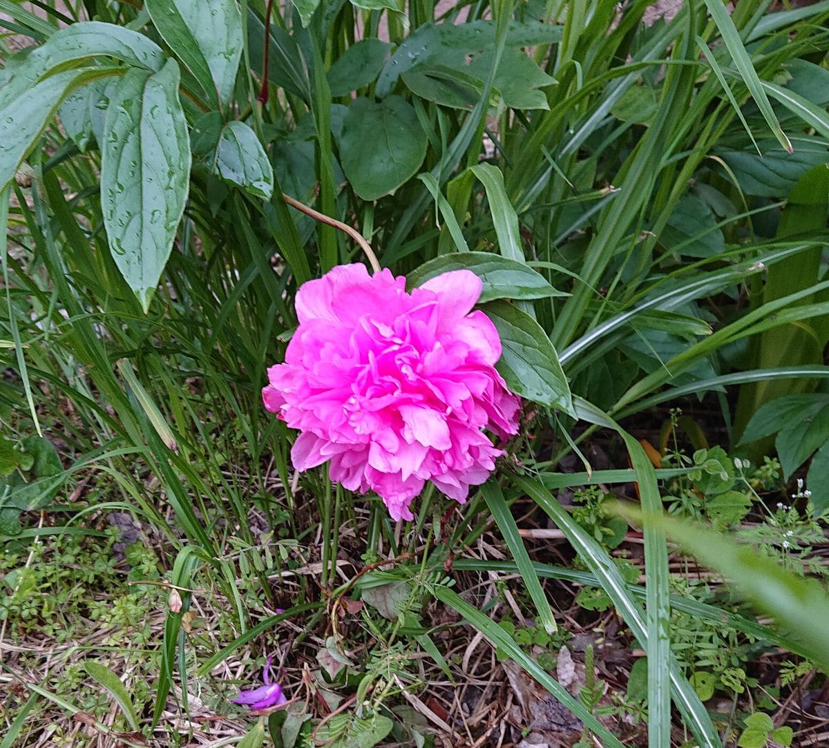 八重咲き芍薬