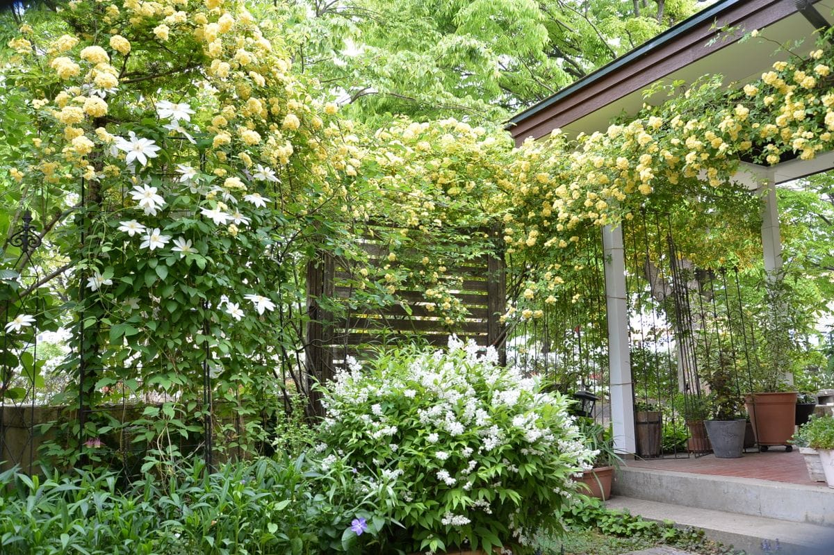 初夏の始まり〜黄モッコウにつつまれて