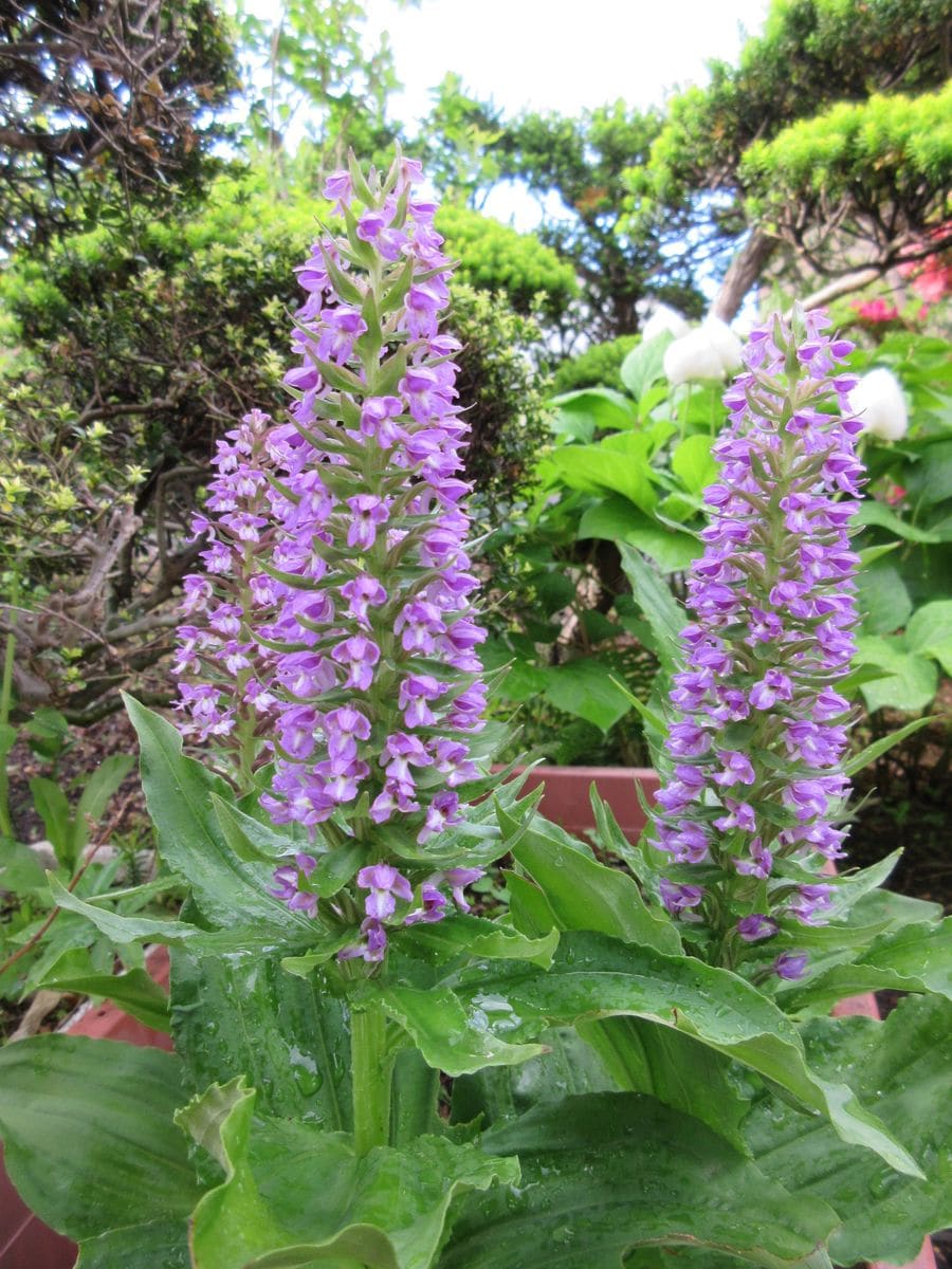 ノビネチドリ（山野草）の5月18日（火）の様子です