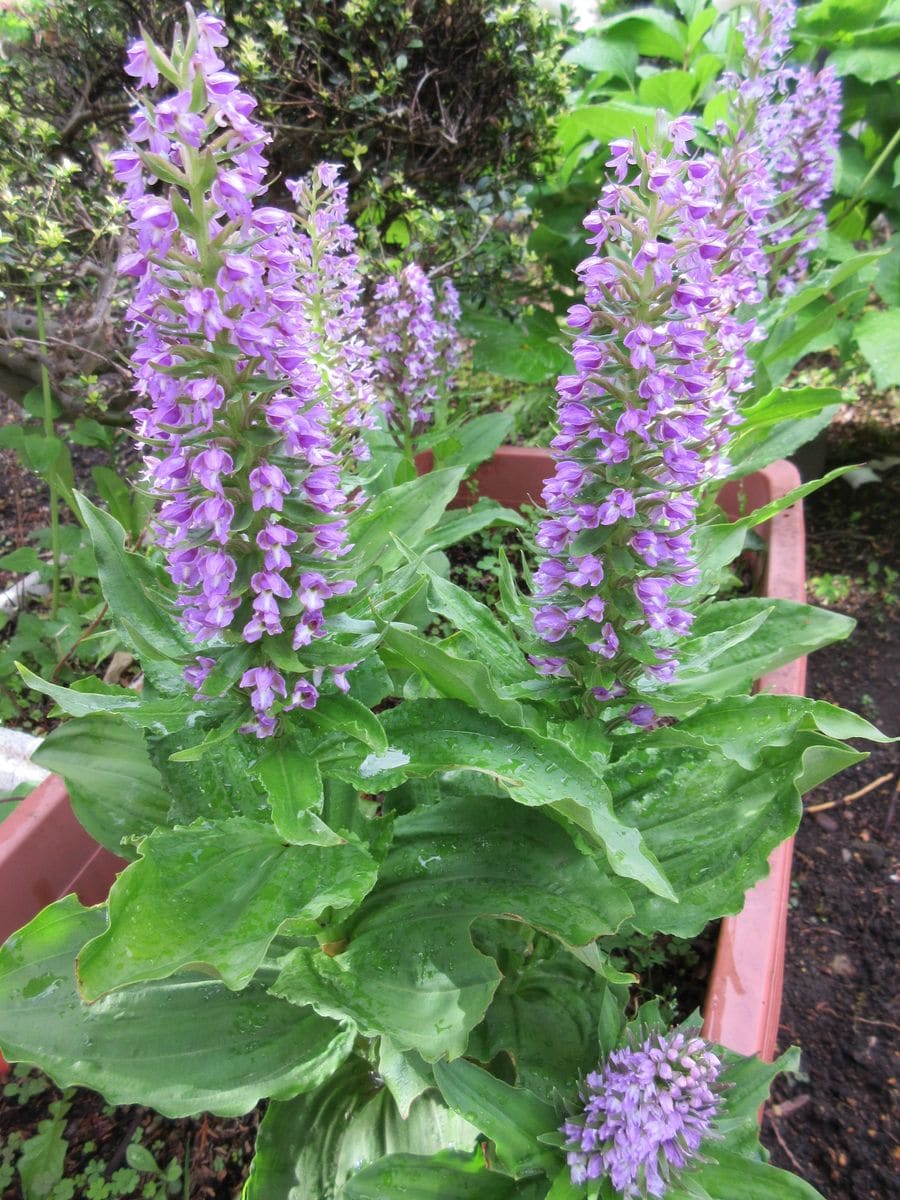 ノビネチドリ（山野草）の5月18日（火）の様子です