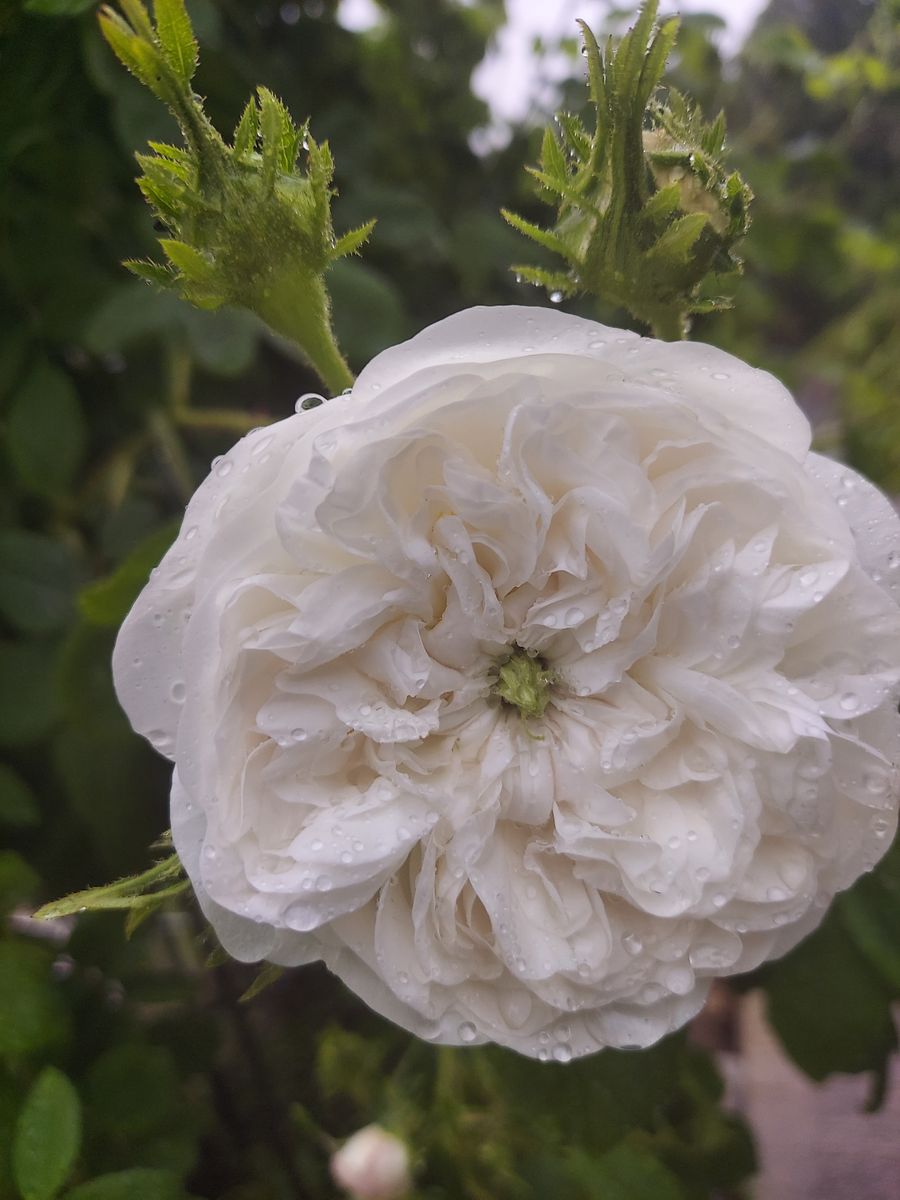 久々の再会に感動✨本日初咲きの薔薇の中から厳選３種🌹part3