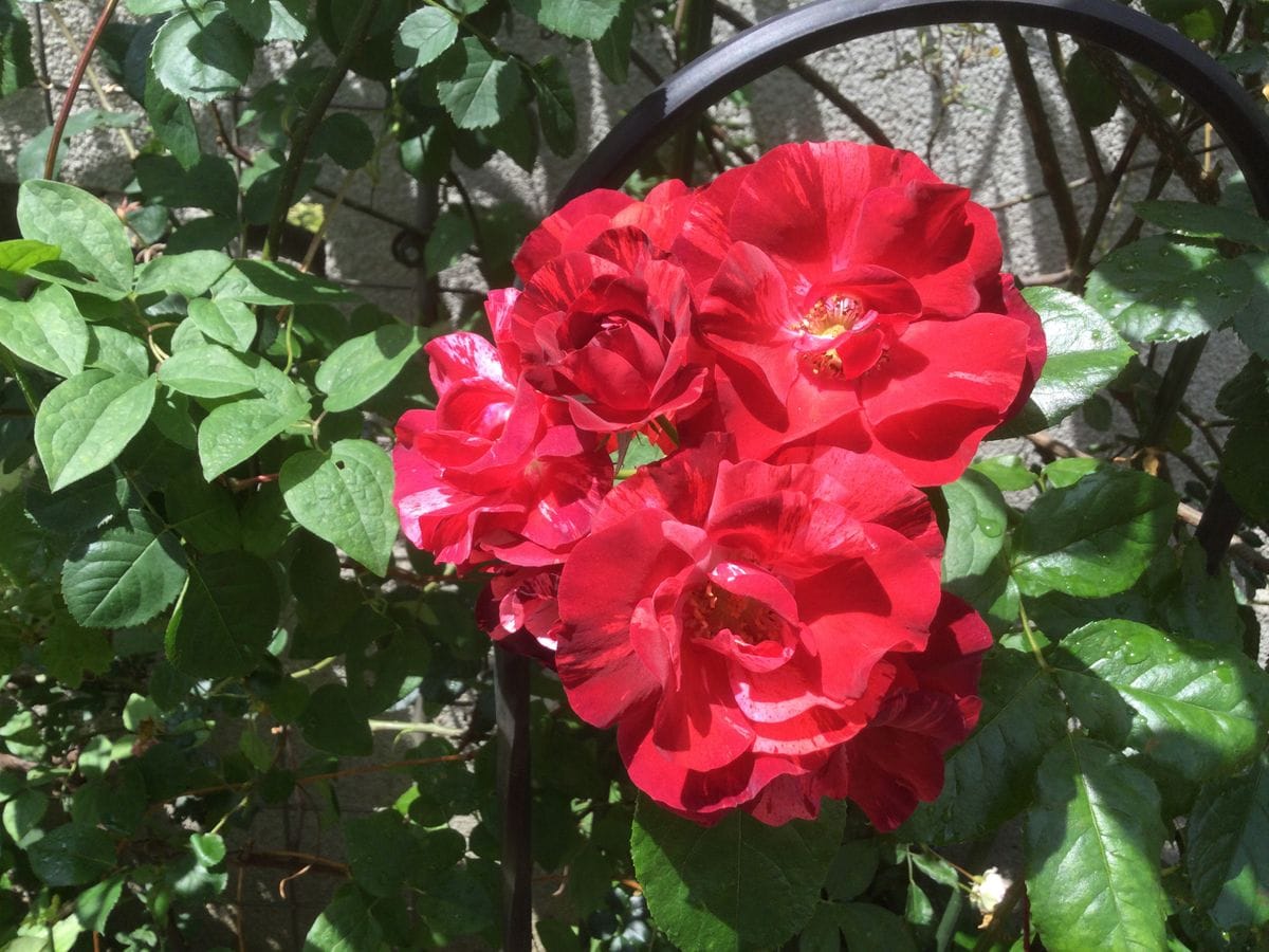 ドイツトウヒの新芽と赤バラ