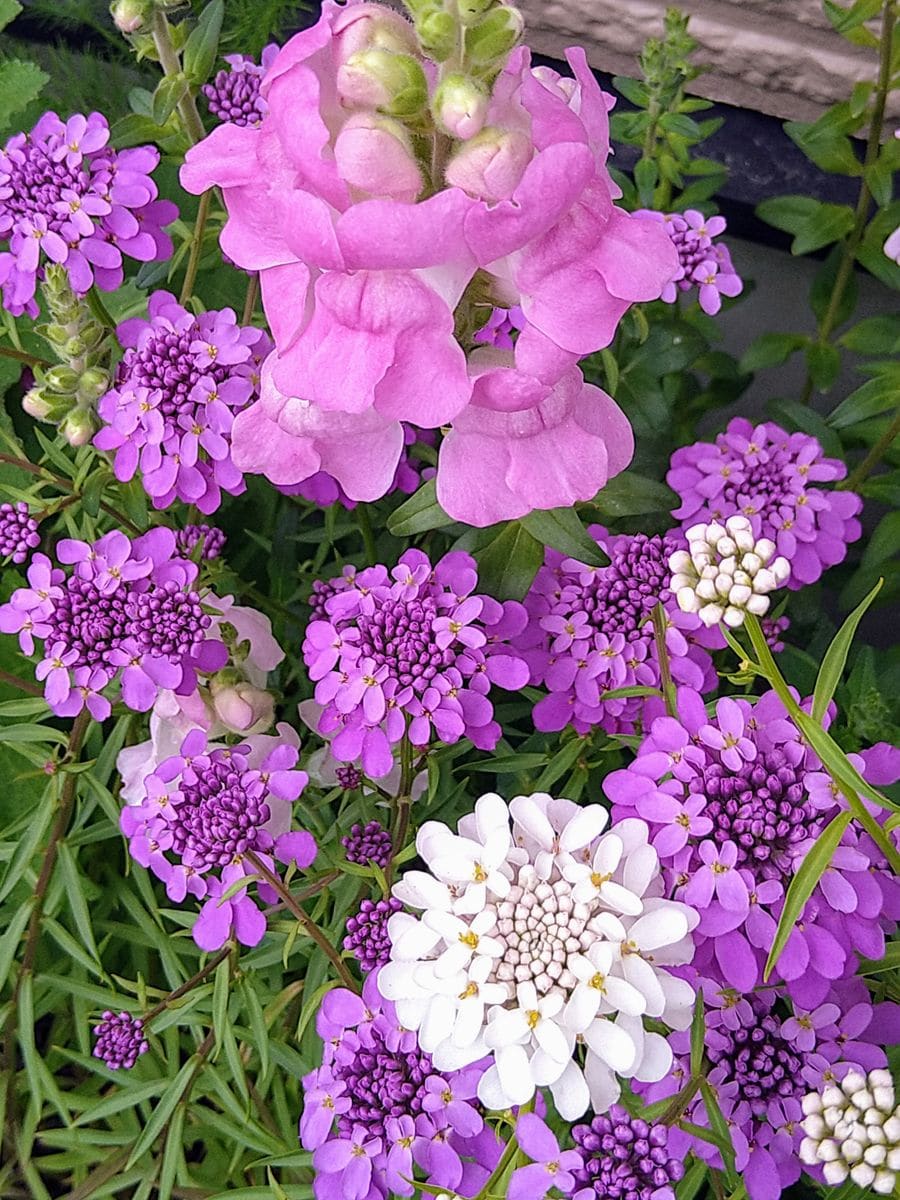 進む開花と増える🐛💦