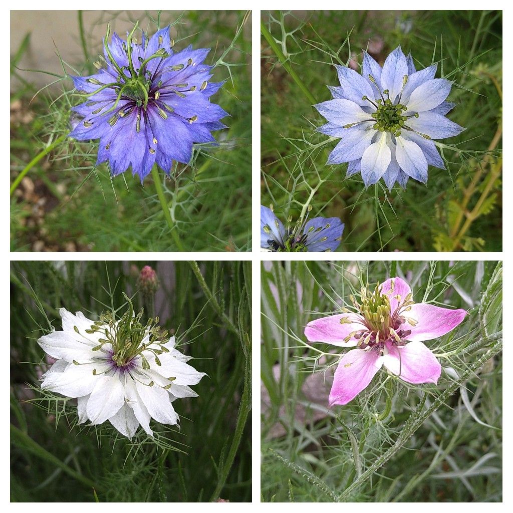 進む開花と増える🐛💦