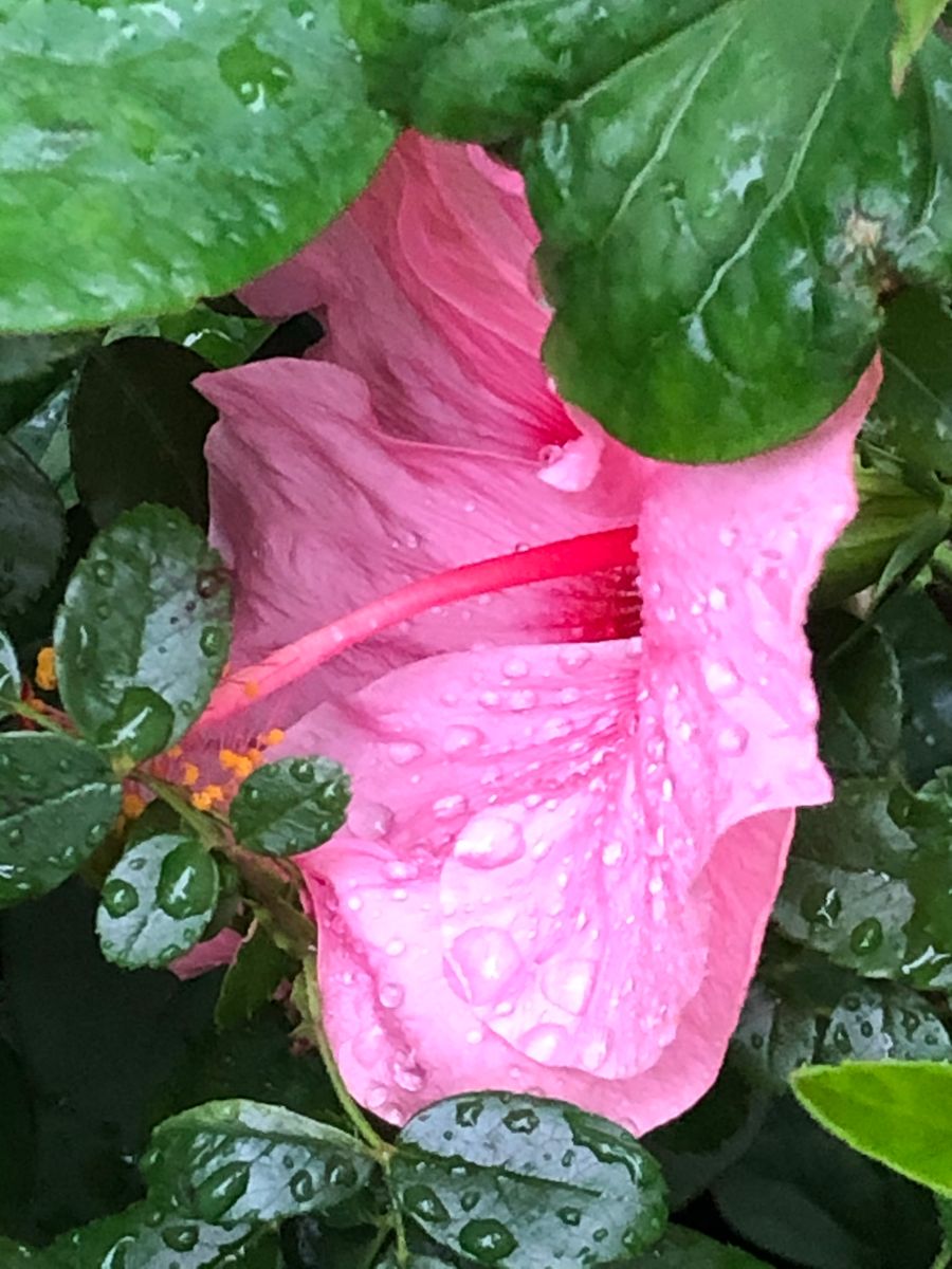 雨だの風だの花は大変…ワクチン接種