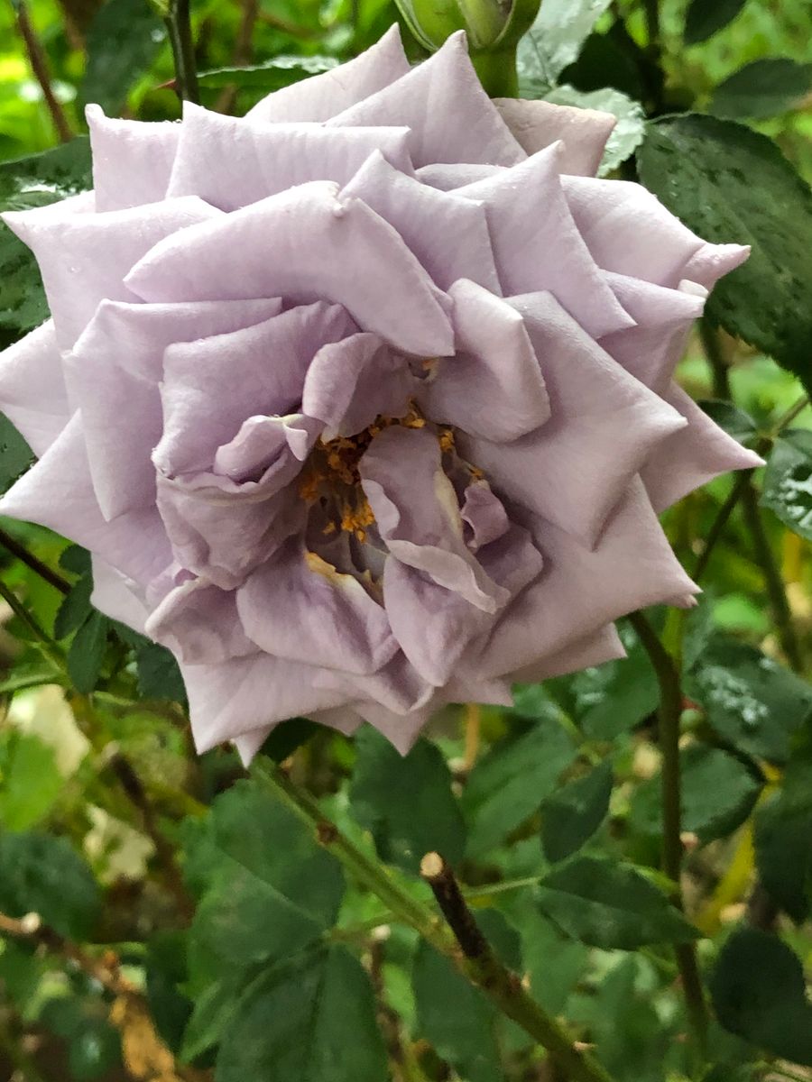 薔薇🌹はお天気に恵まれませんね。