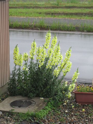 雨に輝くキンギョソウ