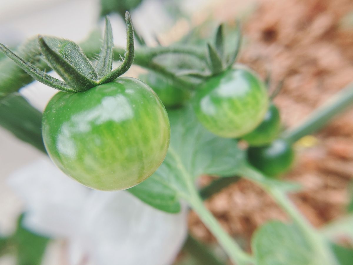 野菜：ミニトマト、ナス、ピーマン