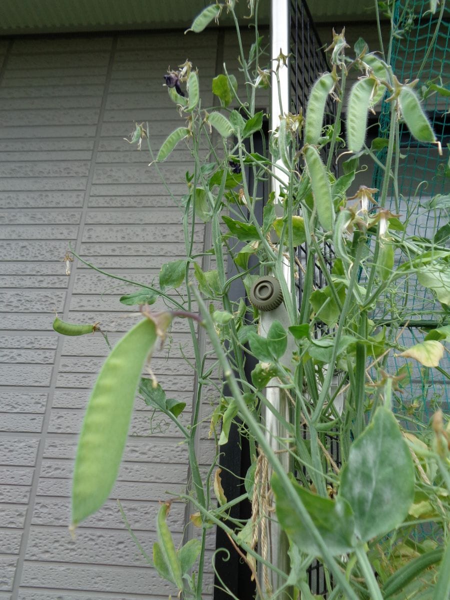 晴のち曇りのち雨