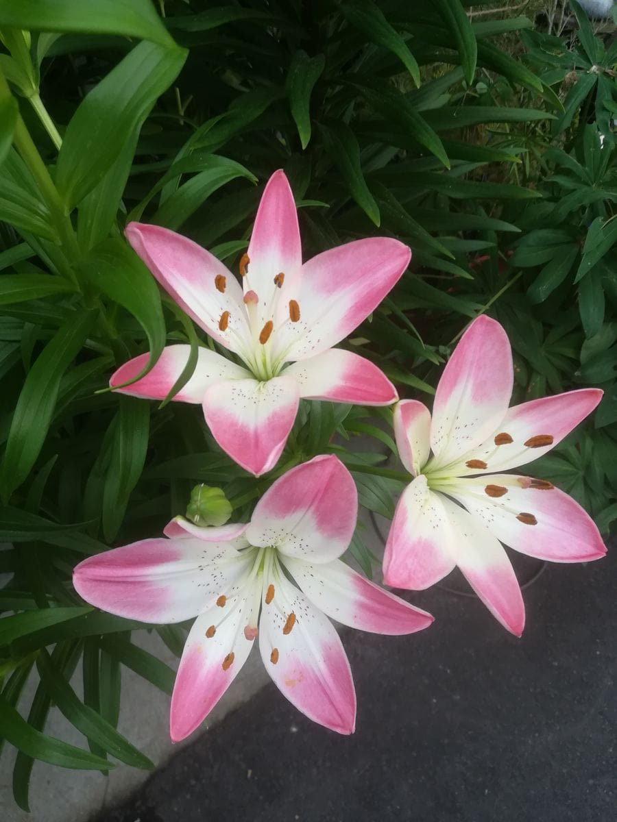 我が家の花🌼今日の様子