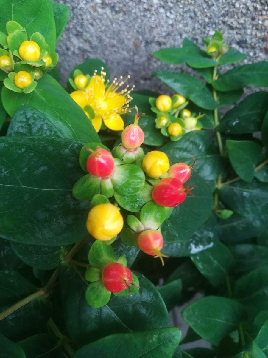 我が家の花🌼今日の様子