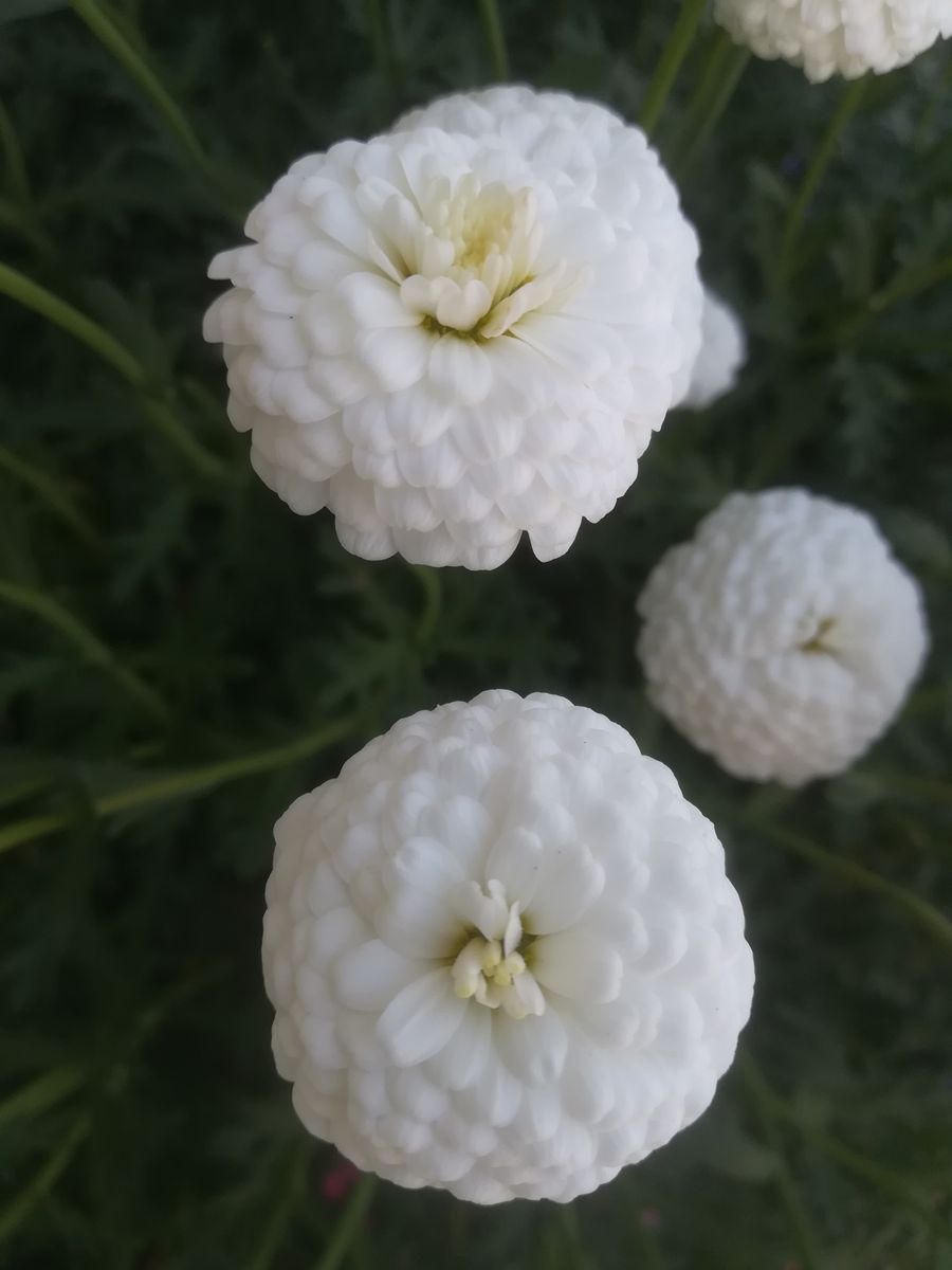 我が家の花🌼今日の様子