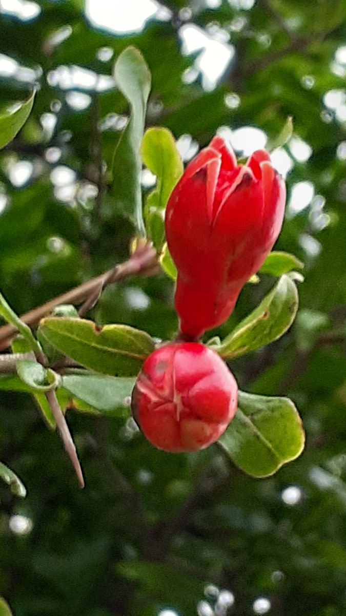 ふくおかルーバルガーデン5～梅雨時の💧🌿🍀庭たより…花ザクロ、朱赤の薔薇🌹～💕