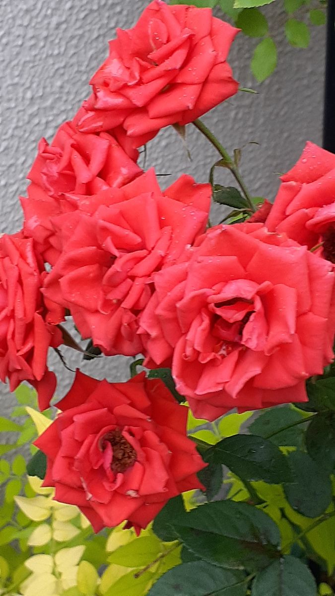 ふくおかルーバルガーデン5～梅雨時の💧🌿🍀庭たより…花ザクロ、朱赤の薔薇🌹～💕