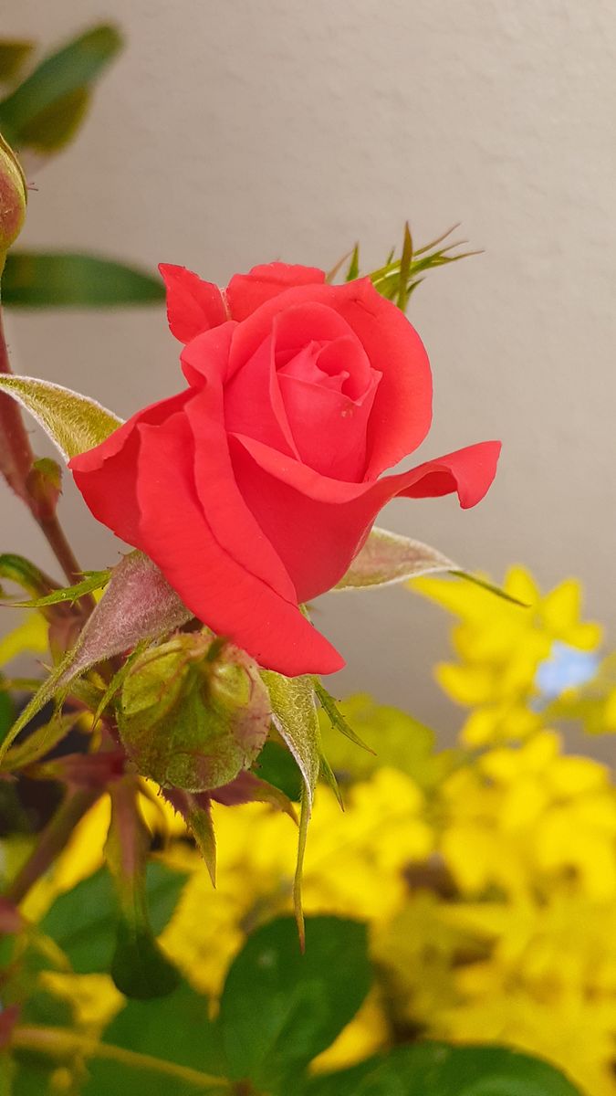 ふくおかルーバルガーデン5～梅雨時の💧🌿🍀庭たより…花ザクロ、朱赤の薔薇🌹～💕