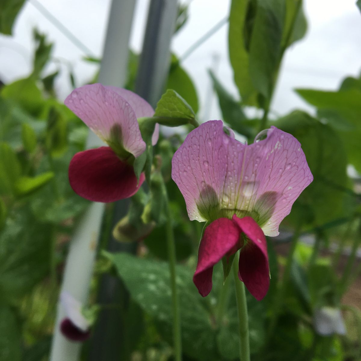 🌱今朝のたろすけガーデン🌱