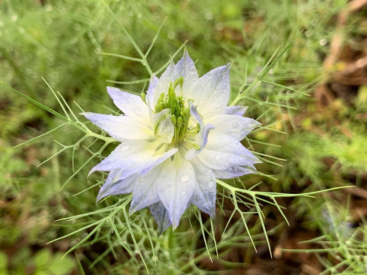 蕾でも可愛い～(^_-)-☆