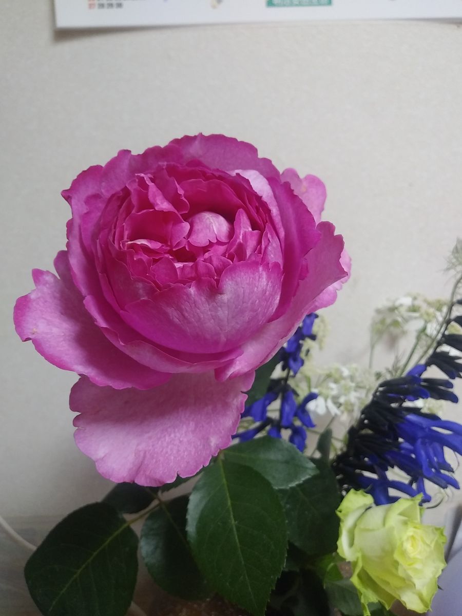 イブピアッチェ薔薇🌹切り花