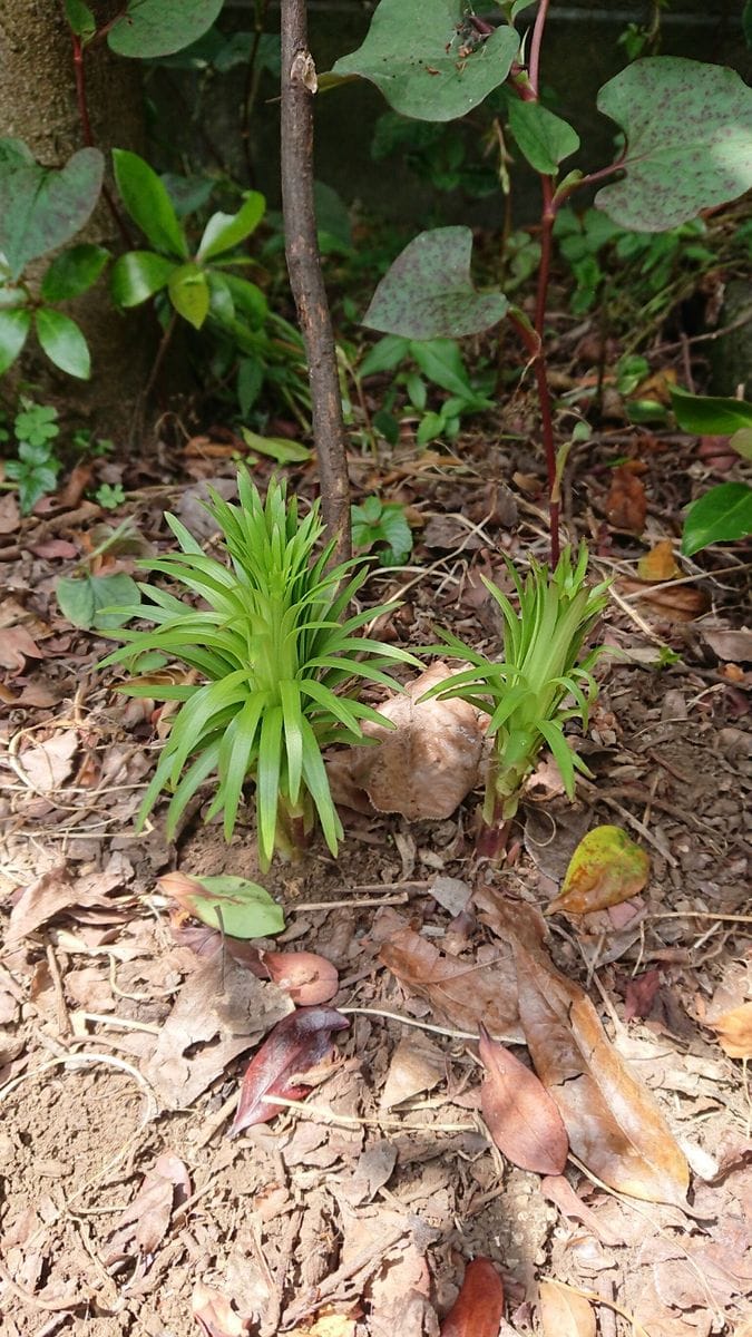 芽🌱が出てきました❗