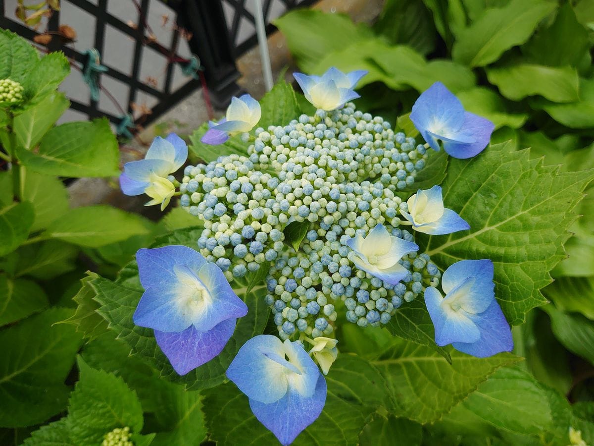 こぼれニゲラ開花