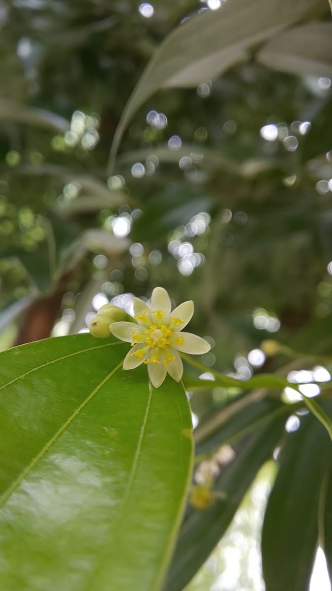 今朝の庭  ～  5月19日