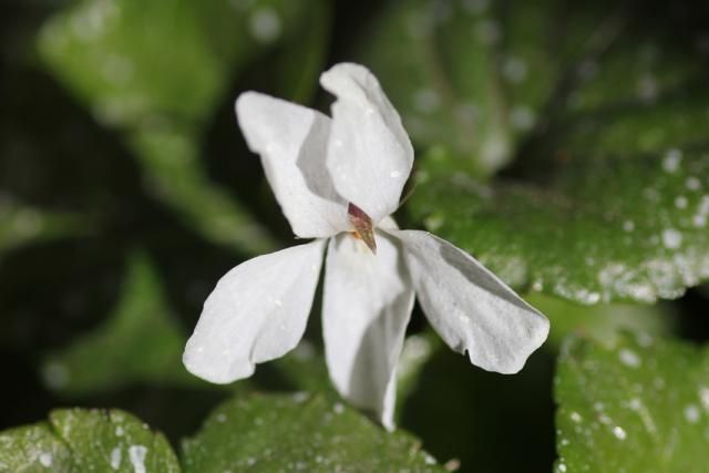 冬の花　3種