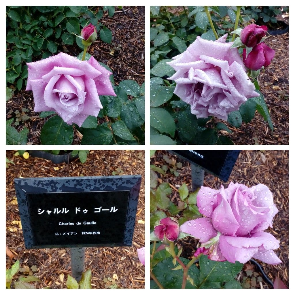 （オンタイム日記）小雨が降る中、元気に咲く『バラ園』のバラ達🌹🌹🌹④