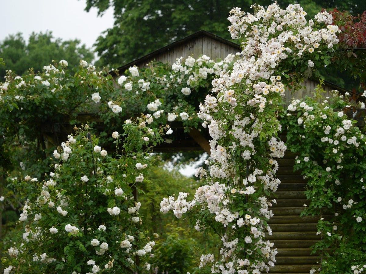 雨のバラ園