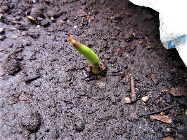 赤芽の芽出し　🌱