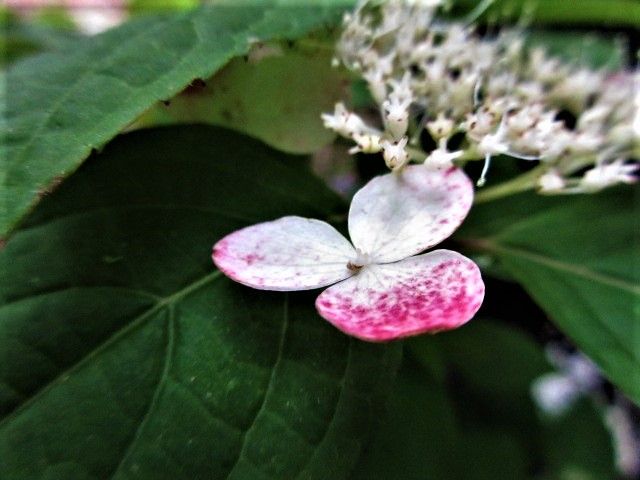 赤芽の芽出し　🌱