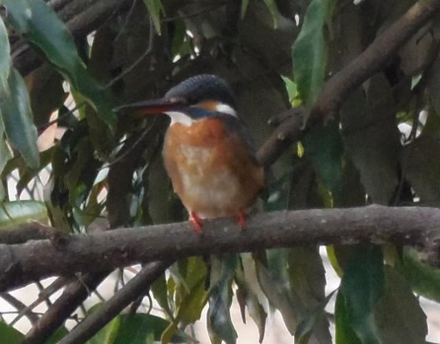 沼へ野鳥観察