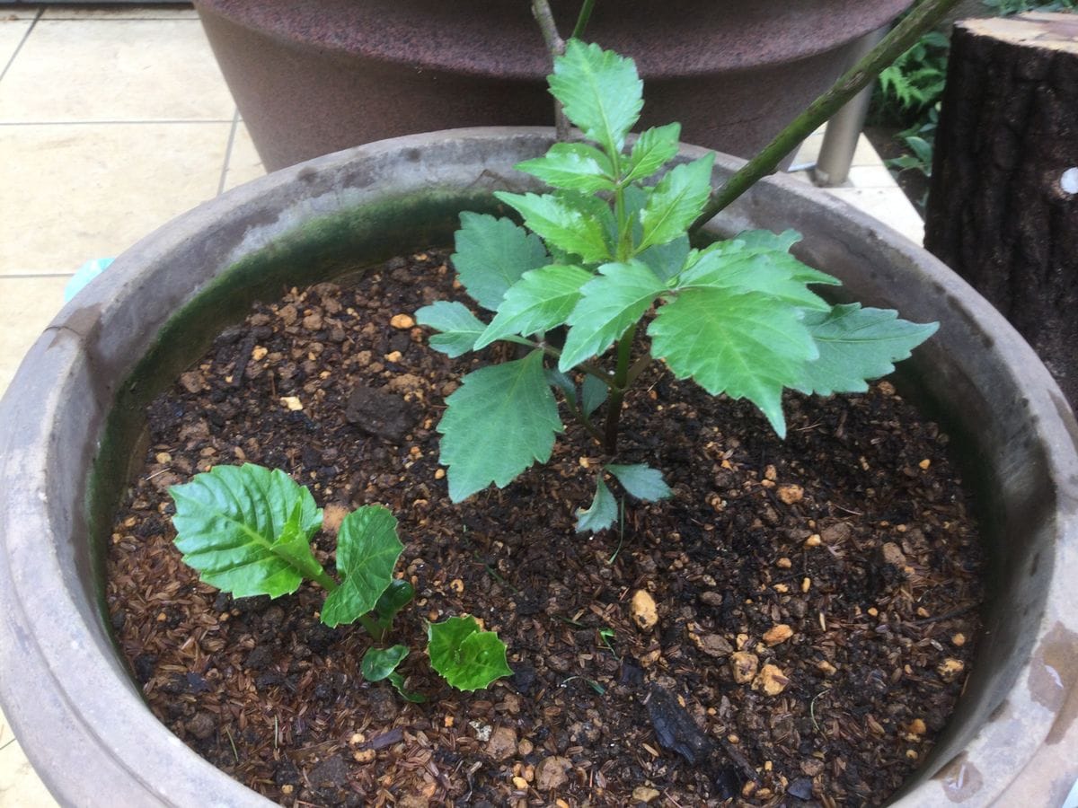 ダリアの葉、紫陽花の花