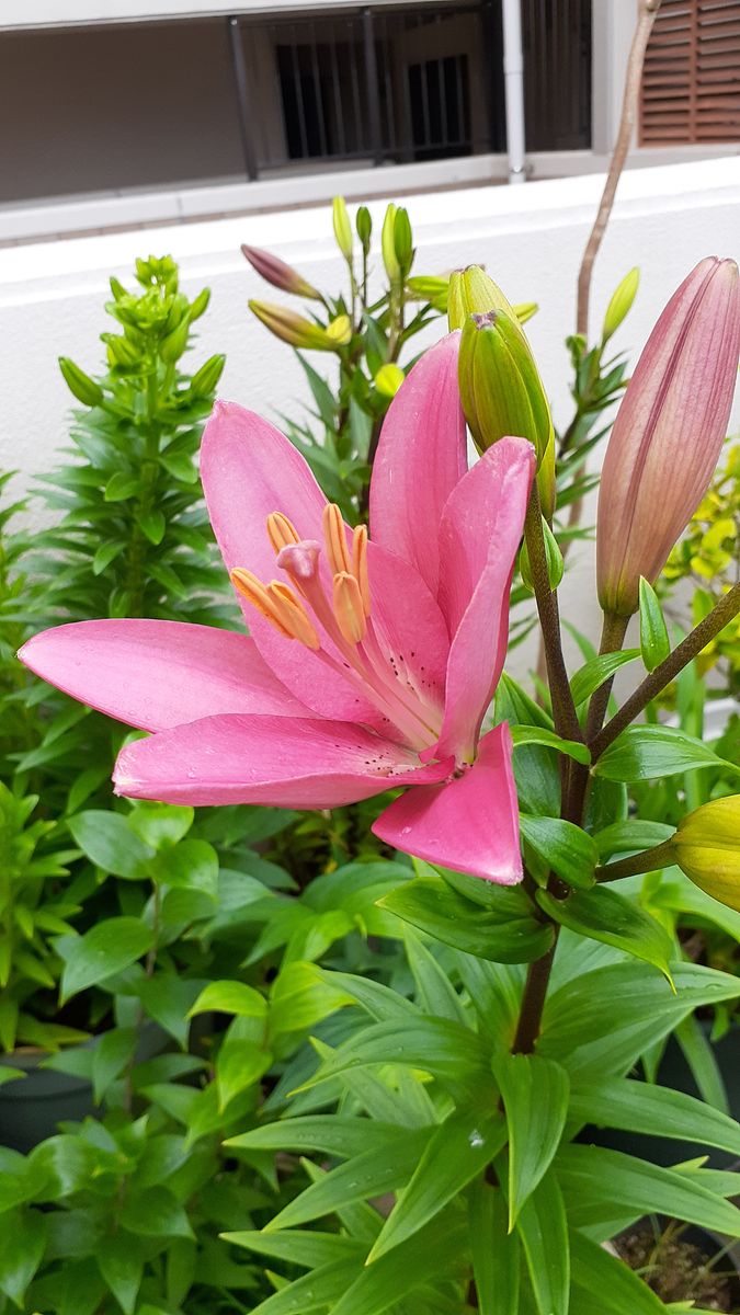 ふくおかルーバルガーデン5～梅雨時🌿☔🍀の庭たより…ユリに初花の開花、トケイソウに蕾～💕