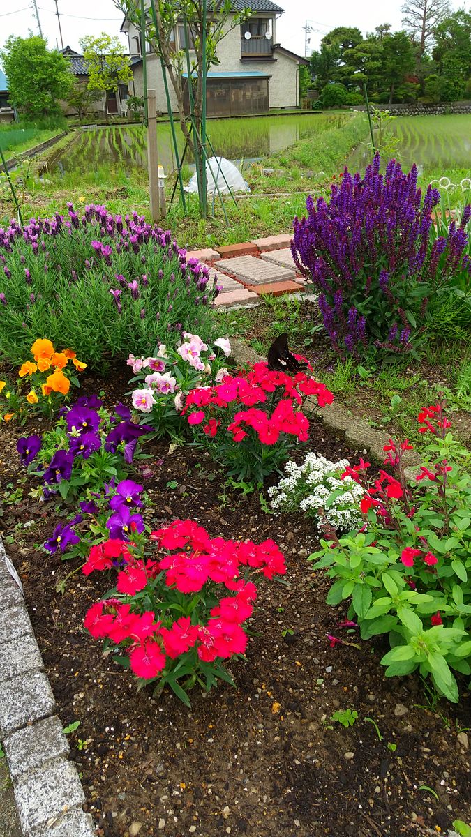 ミカンの花とナデシコと黒揚羽