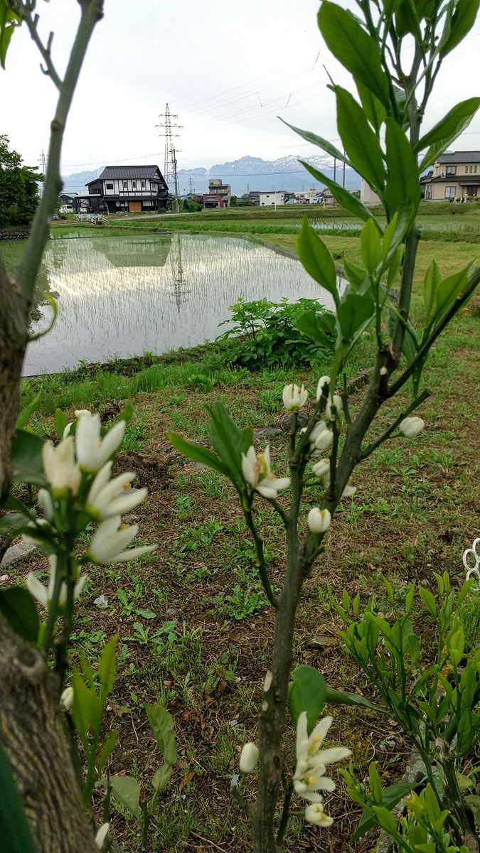 ミカンの花とナデシコと黒揚羽