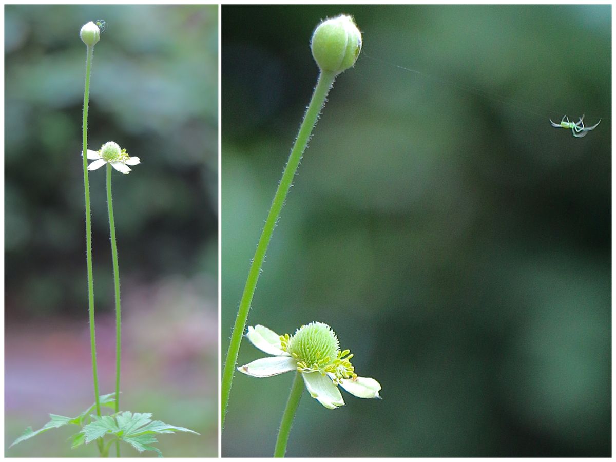 小満を前に🌾命溢れる庭ですが🐌🐛