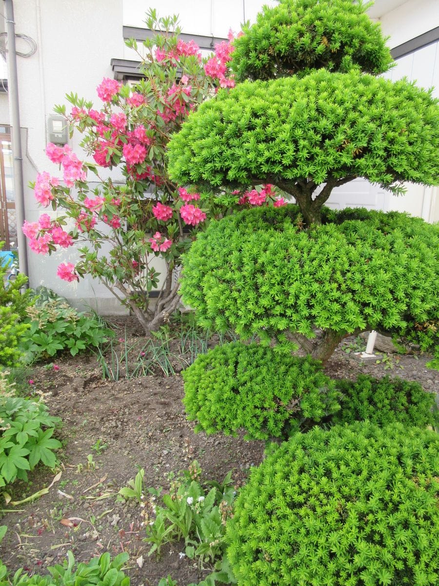 5月20日（木）今日は西洋シャクナゲの摘花作業を行いました。