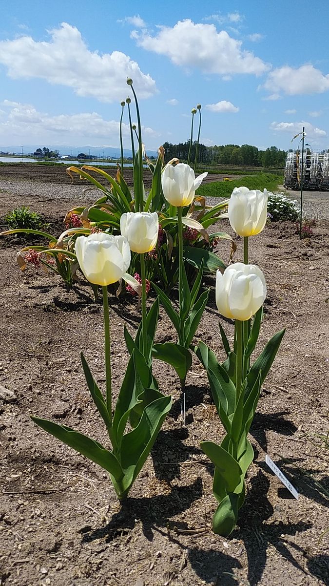 チューリップ🌷🌷🌷三昧