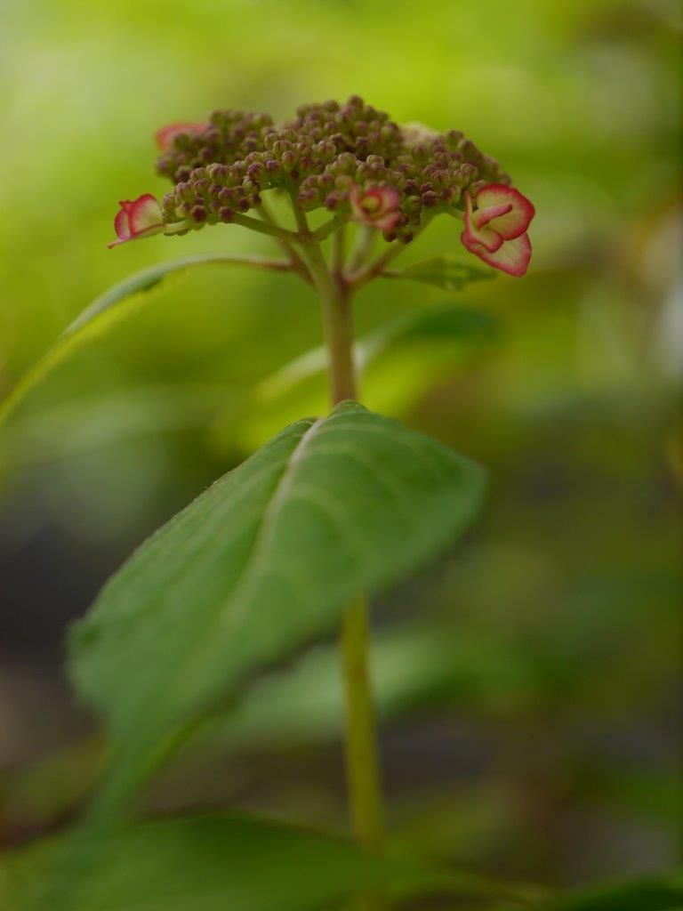 逢花逢打