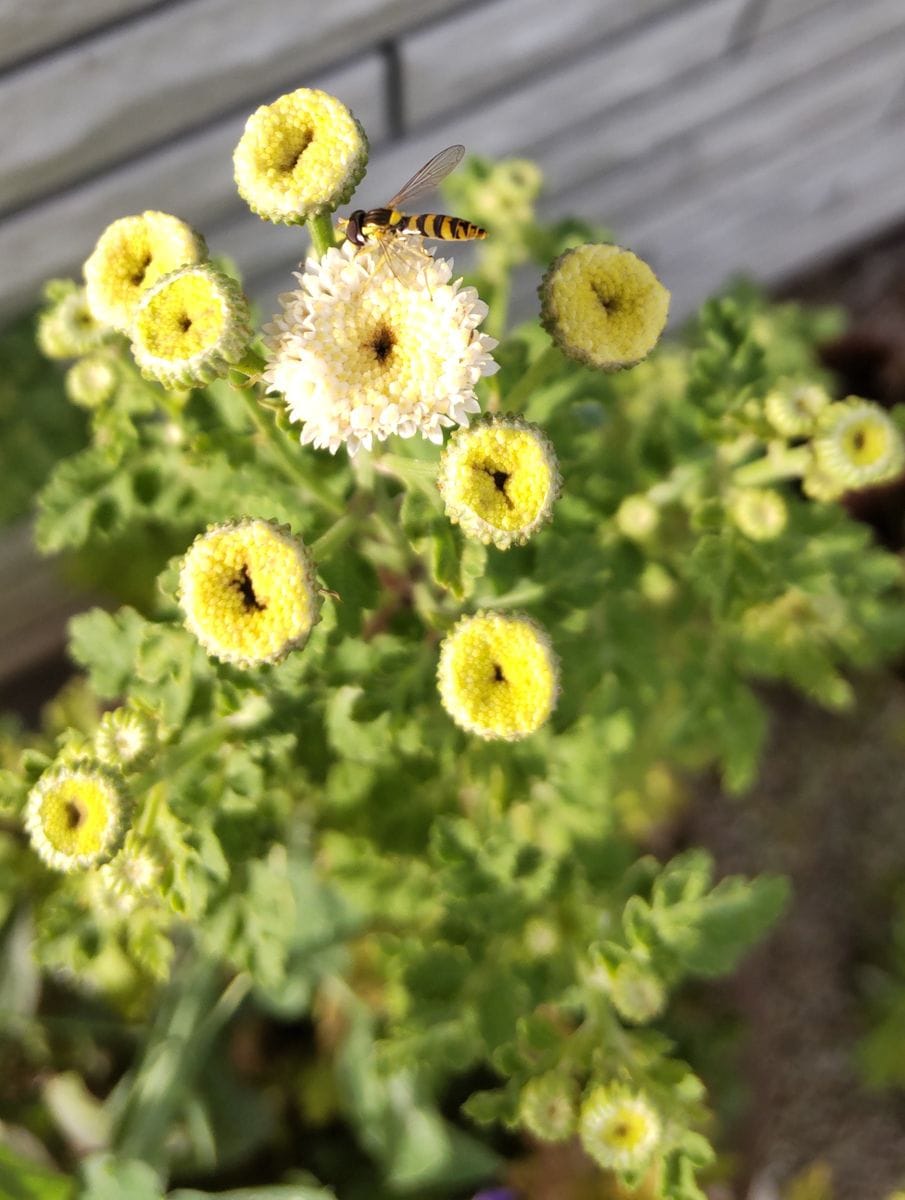 アジサイとマトリカリア🌼