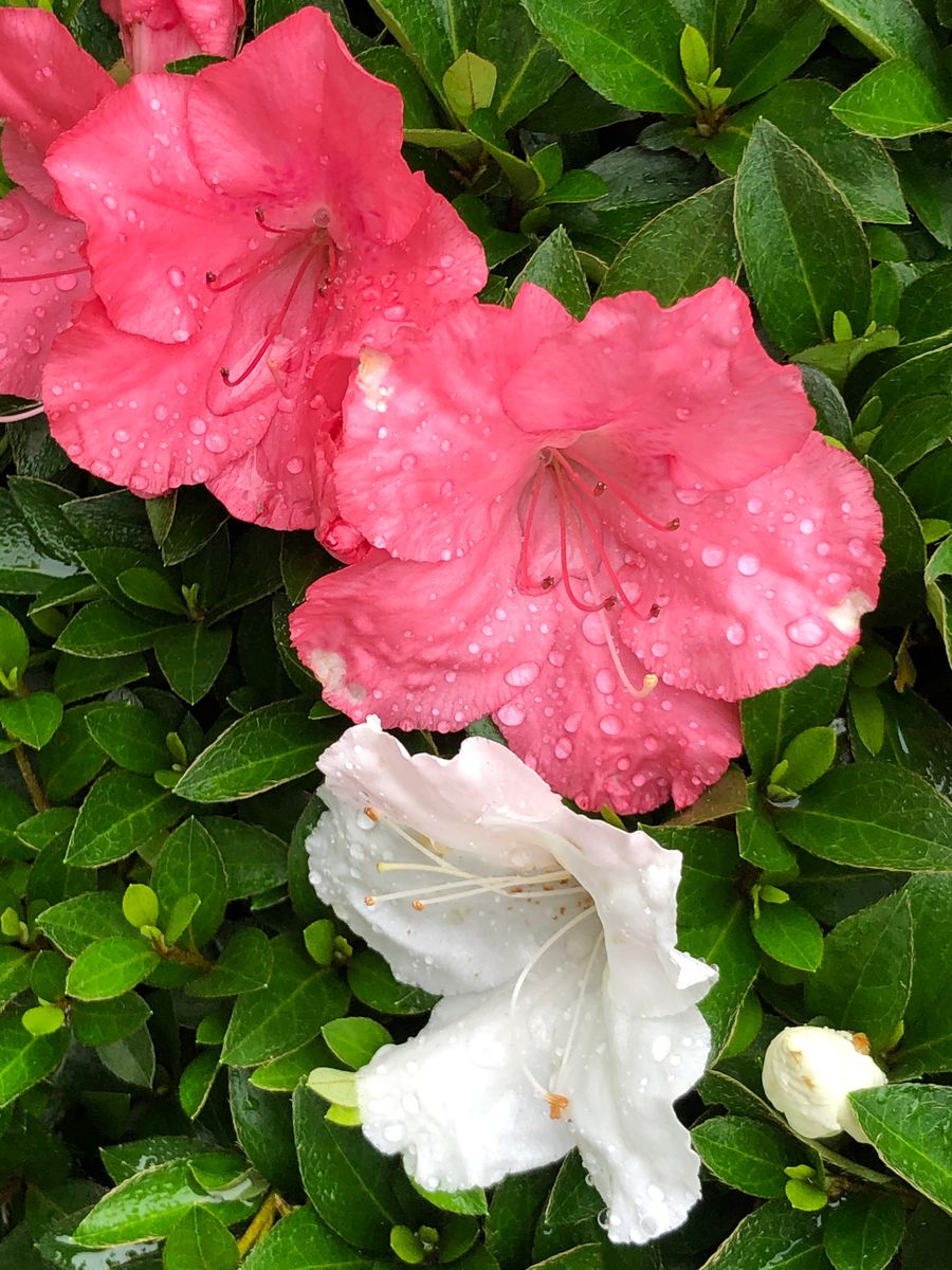 我が家の雨の中のツツジ