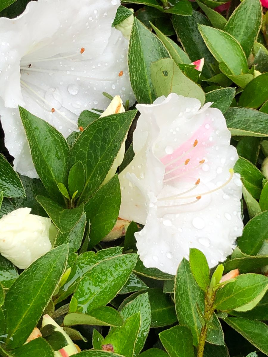 我が家の雨の中のツツジ