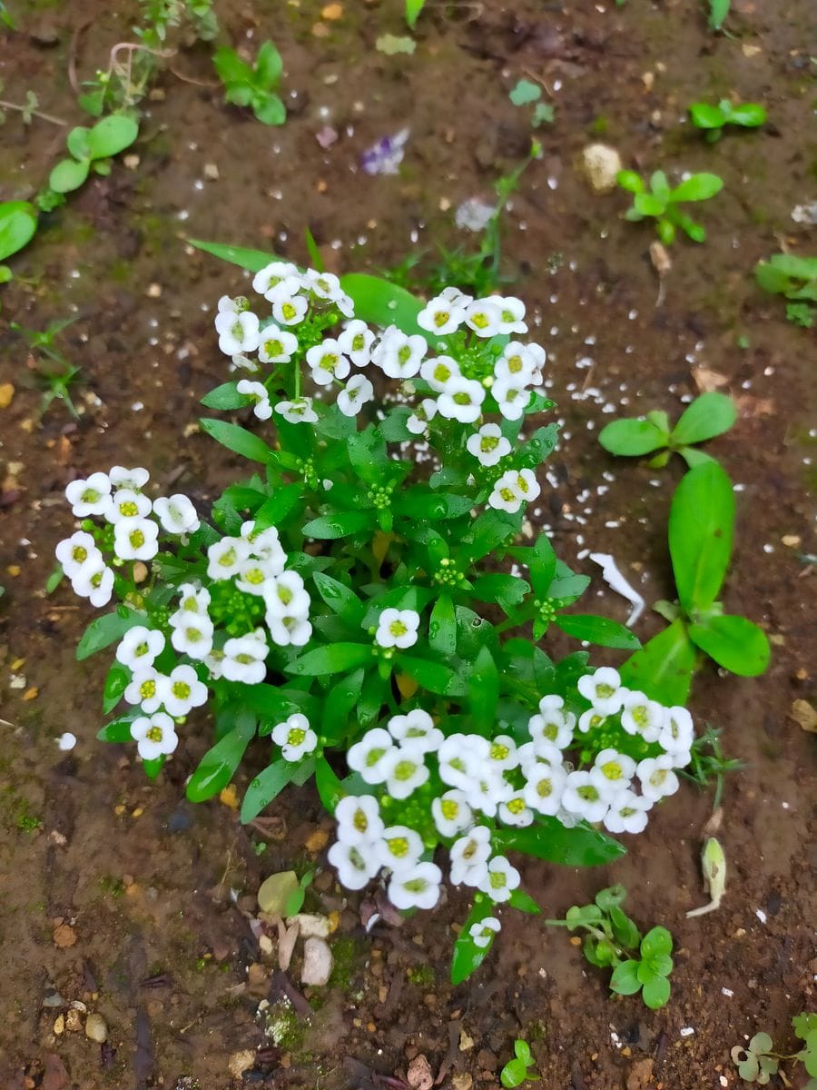 雨の合間に。