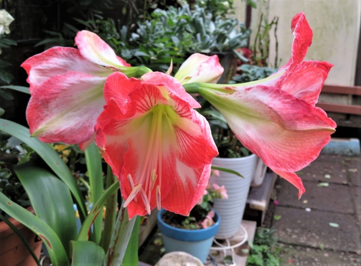 又増えたアマリリスの花