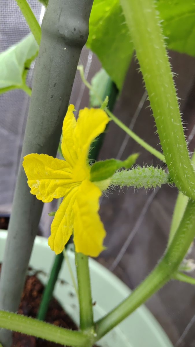 今日の花