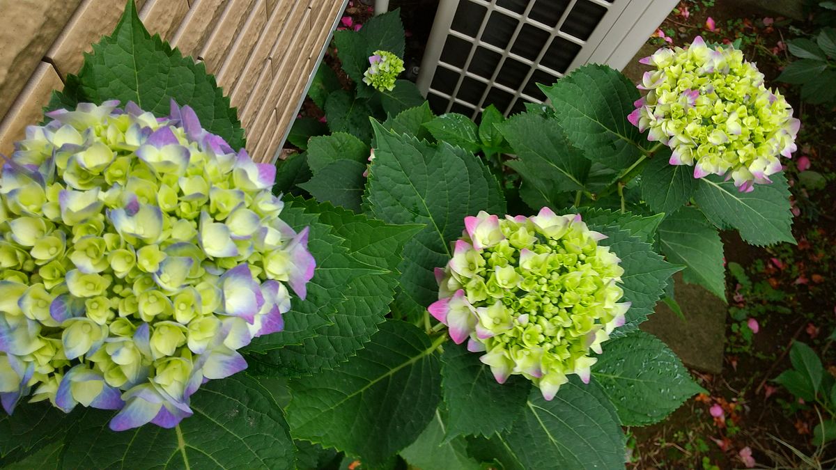 暴風と雨です。