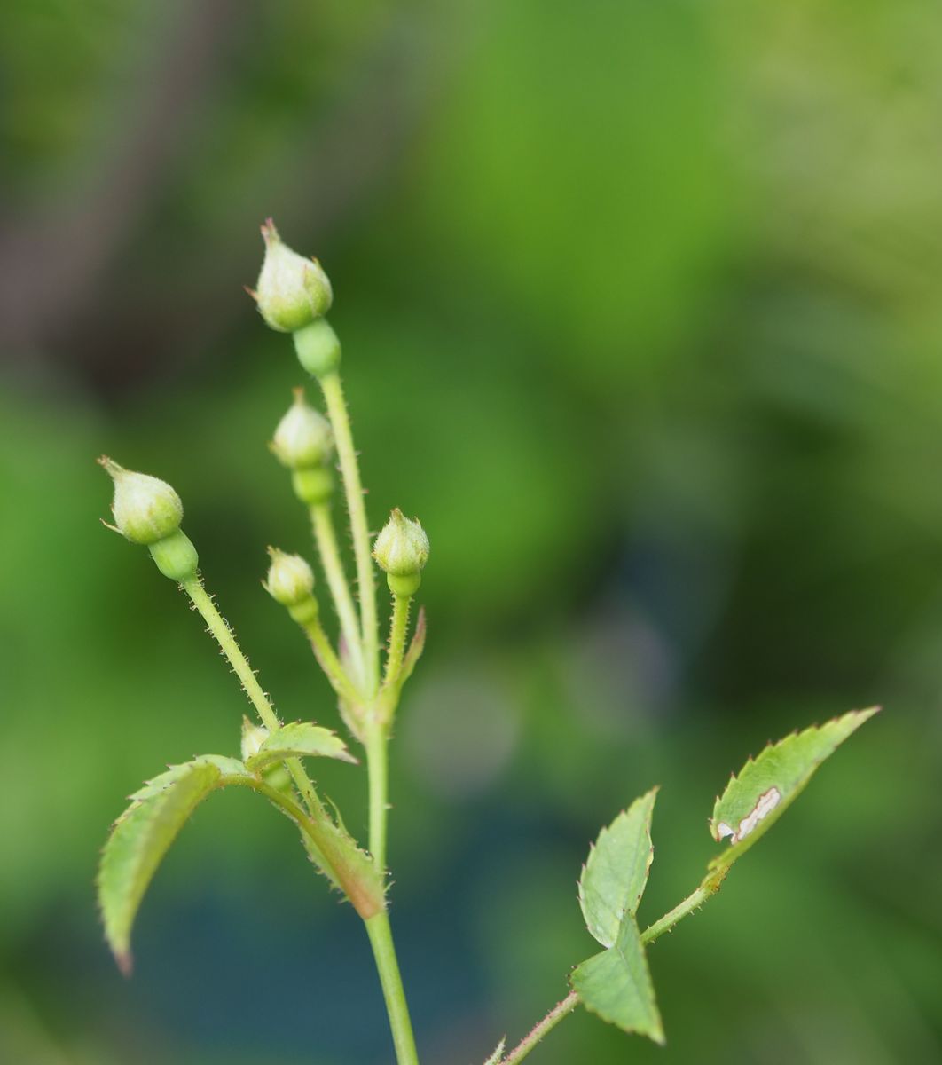 園芸作業と名残の花